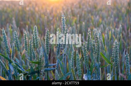 Grüne Ähren von Weizen bedeckt mit Tau, das Konturlicht der Morgensonne auf den Ähren des Brotes. Stockfoto