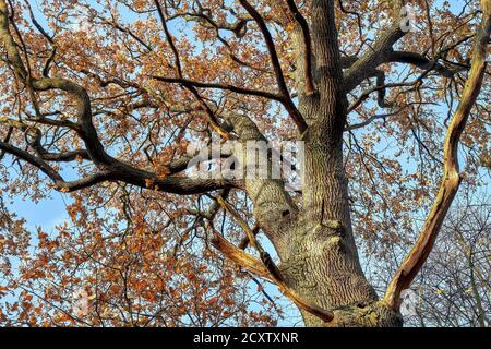 Eine schöne alte Eiche im Herbst Stockfoto