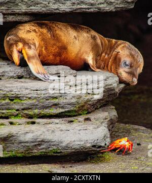 Baby Sea Lion suchen Bei Sally Lightfoot Crab auf Isla Santiago, Galapagos, Ecuador Stockfoto