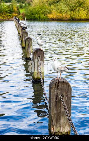 Möwen Vögel sitzen in einer Reihe auf Betonsäulen verbunden Metallkette in der Mitte eines Teiches in Hyde Park in London Stockfoto