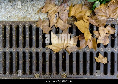 Über Kopf Aufnahme eines Abflusses auf der Straße mit gefallen Trockene Blätter im Herbst Stockfoto