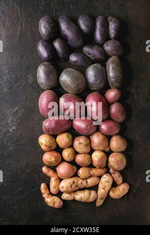 Vielzahl von Roh ungekocht Biokartoffeln unterschiedlicher Art und Farben Rot, Gelb, Lila in der Zeile über dunkle Textur Hintergrund. Ansicht von oben, Raum Stockfoto