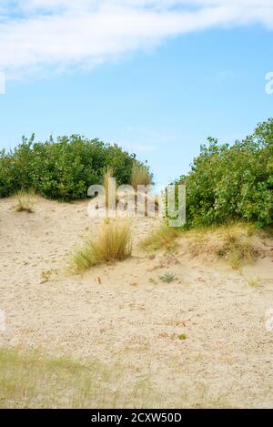 Dünenvegetation an der atlantikküste Nord pas de Calais, Frankreich Stockfoto