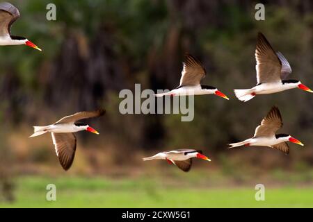 Ein afrikanischer Skimmer schar im Flug. Ihr Name ist wegen ihrer einzigartigen Methode des Fischens und erklärt ihre aufwendig erweiterte Unterkiefer Stockfoto