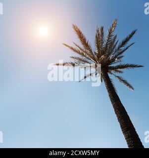 Kopieren Raum der tropischen Palme mit Sonnenlicht auf Himmel Hintergrund. Stockfoto