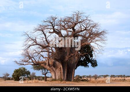 Dieser Baobab, bekannt als "der große Baum" im Selous Wildreservat, gilt als einer der massereichsten in Tansania. Sicherlich ein echter natürlicher Koloss Stockfoto