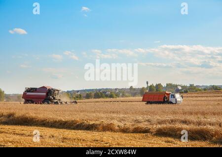 Mähdrescher entfernt Weizen auf dem Feld. Brotproduktion. Stockfoto