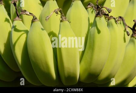 Rohe Banane hängt von Zweig in der Farm Stockfoto