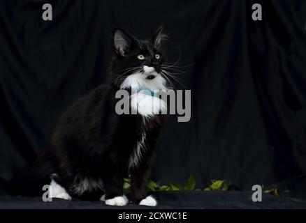 Eine schöne schwarz-weiße norwegische Waldkatze mit Leine Stockfoto