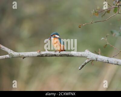 Eisvogel auf AST thront Stockfoto