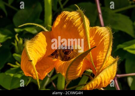 Ein paar Bienen in gelber Blüte Stockfoto