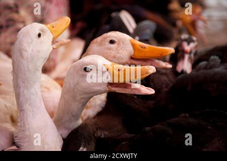 Gänse für den Verkauf in den lokalen Markt, zu Hause zum Abendessen getroffen werden. Stockfoto