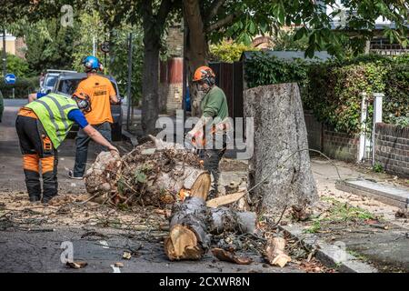 London, Großbritannien. Oktober 2020. Baumchirurgen entfernen unerwünschte Horse Chestnut Bäume mit blutenden Canker im Herbst, in Southwest London, England, Großbritannien. Oktober 2020. Baumchirurgen entfernen Bäume in Wohnstraßen im Herbst, während sie eine Reinigung durchführen, während die Bäume ihre dormont-Phase im Jahreszyklus betreten. Kredit: Jeff Gilbert/Alamy Live Nachrichten Stockfoto