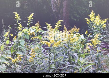 Die wilden Blüten von Solidago canadensis oder später Goldrute. Selektiver Fokus. State Blume der US-Bundesstaaten Kentucky und Nebraska Stockfoto