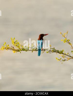 Weißkehlvogel (Halcyon smyrnensis), auf einem Ast thront, direkt neben einem Gewässer. Auch der Weißbrustvogel genannt und ist ein t Stockfoto