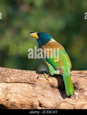 Eine schöne große Barbet (Megalaima virens), auf einem Baumstamm an einem sonnigen Tag, in den Wäldern von Sattal in Uttarakhand, Indien thront Stockfoto