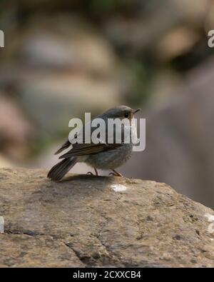 Eine schöne weibliche Plumbeous Water Redstart (Rhyacornis fuliginosa), auf einem Felsbrocken, direkt neben einem Bach in Sattal, Uttarakhand in Indien. Stockfoto