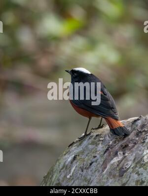 Ein hübscher weißer Rotstarter (Chaimarrornis leucocephalus), der auf der Seite eines Felsbrockens in den Wäldern von Sattal in Uttarakhand, Indien, thront. Stockfoto