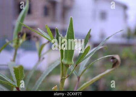 Grüne Okra Frucht in seiner Pflanze. Stockfoto