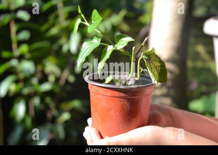 Eine grüne Betelpflanze mit hellen Blättern sieht schön aus. Betelblätter werden als Mundfrischer und pflanzliche Zwecke in südasiatischen Ländern verwendet. Stockfoto