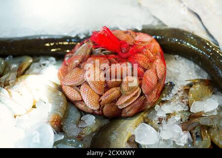 Nahaufnahme Meeresfrüchte Markttheke mit frisch gefangenem natürlichen rohen ungekochten verschiedenen Fisch, Weichtiere und Schalentiere auf einem Eis Hintergrund, Kopierraum. Meer d Stockfoto