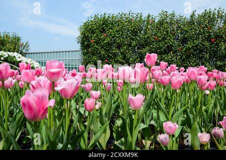 Tulipa Liliaceae Tulip Windmühle Stockfoto