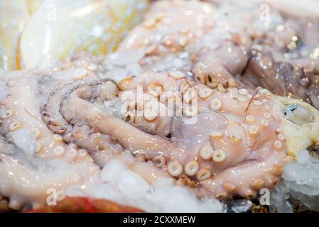 Meeresfrüchte natürlichen Hintergrund aus großen frisch gefangen roh ungekochten Tintenfisch auf Eiswürfeln, kopieren Raum. Nahaufnahme. Meeresdelikatessen. Stockfoto