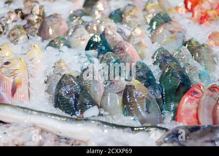 Natürlicher, frisch gefangener Fisch auf einer Eismarkttheke. Stockfoto