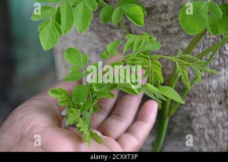 Moringa weiche Blätter. Grüne Moringa Blätter sind von hohem medizinischen Wert und die Drumsticks sind sehr leckeres Gemüse. Stockfoto