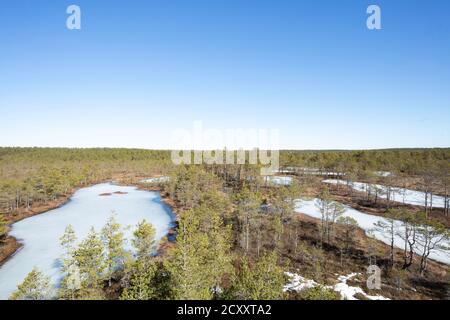 Winterende. Estland, Lahemaa Nationalpark. Ehemaliger sowjetischer Antionspark. Sumpfgebiet. Hochmoore Stockfoto