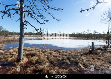 Winterende. Estland, Lahemaa Nationalpark. Ehemaliger sowjetischer Antionspark. Sumpfgebiet. Hochmoore. Gefrorenes Moor Stockfoto