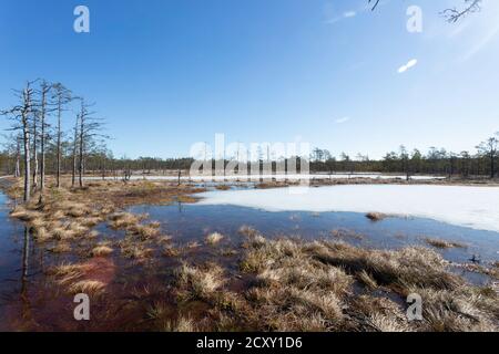 Winterende. Estland, Lahemaa Nationalpark. Ehemaliger sowjetischer Antionspark. Sumpfgebiet. Hochmoore. Gefrorenes Moor Stockfoto