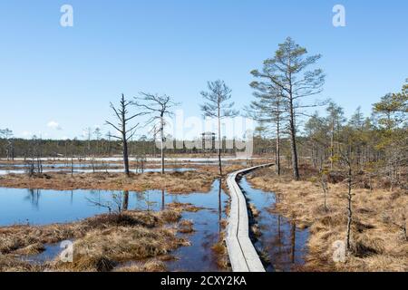 Winterende. Estland, Lahemaa Nationalpark. Ehemaliger sowjetischer Antionspark. Sumpfgebiet. Hochmoore Stockfoto