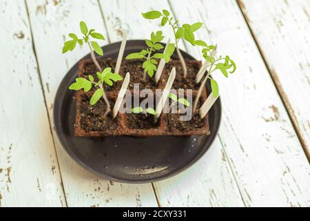 Junge leuchtend grüne Sprossen verschiedener Tomatensorten in Torftöpfen, die aus Samen mit weißen Etiketten gekeimt wurden, auf dem weißen Holztisch. Ga Stockfoto