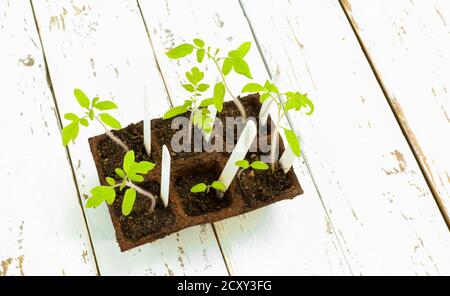 Junge leuchtend grüne Sprossen verschiedener Tomatensorten in Torftöpfen, die aus Samen mit weißen Etiketten gekeimt wurden, auf dem weißen Holztisch. Ga Stockfoto