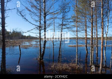 Winterende. Estland, Lahemaa Nationalpark. Ehemaliger sowjetischer Antionspark. Sumpfgebiet. Hochmoore Stockfoto