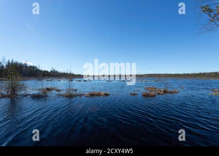 Winterende. Estland, Lahemaa Nationalpark. Ehemaliger sowjetischer Antionspark. Sumpfgebiet. Hochmoore Stockfoto