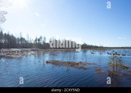 Winterende. Estland, Lahemaa Nationalpark. Ehemaliger sowjetischer Antionspark. Sumpfgebiet. Hochmoore Stockfoto