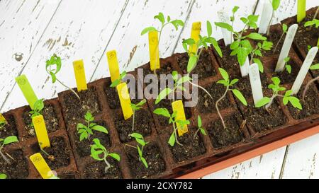 Junge leuchtend grüne Sprossen verschiedener Tomatensorten in Torftöpfen, die aus Samen mit weißen und gelben Markierungen auf dem weißen Holz gekeimt wurden Stockfoto