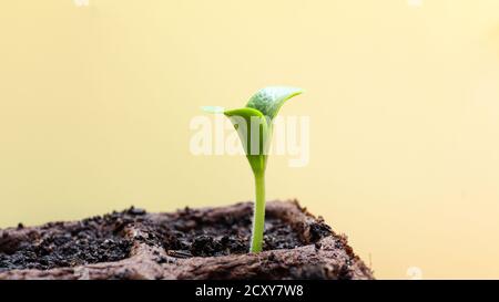 Junge leuchtend grüne Sprossen von Zucchini, aus Samen gekeimt, in Torftopf mit blauem Tag auf einem hellen Hintergrund, das Konzept der Gartenarbeit und Frühling planti Stockfoto