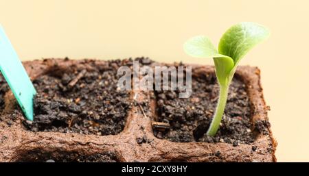 Junge leuchtend grüne Sprossen von Zucchini, aus Samen gekeimt, in Torftopf mit blauem Tag auf einem hellen Hintergrund, das Konzept der Gartenarbeit und Frühling planti Stockfoto