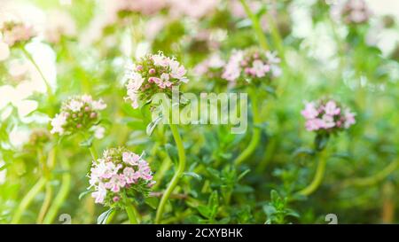 Frühling Thymian oder Thymus blüht, ein würziges Kraut für die Verwendung in der Küche, Teil der berühmten Französisch provenc Kräuter Stockfoto