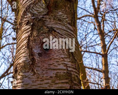 Ein Loch in einem Baumstamm - Vogelnest Stockfoto