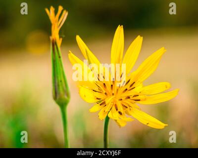 Wiesenblüte (Tragopogon pratensis L.) - auch bekannt als Ziegenbart. Nahaufnahme von Blumen mit verschwommener Wiese und Wald Stockfoto