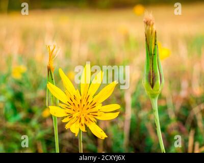 Wiesenblüte (Tragopogon pratensis L.) - auch bekannt als Ziegenbart. Nahaufnahme der Blume mit verschwommener Wiese im Hintergrund - Stockfoto