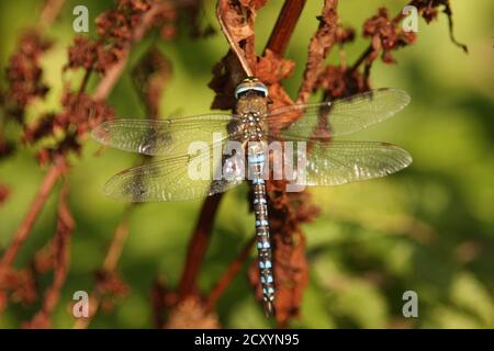 Männliche Wanderfalke Libelle ruht auf Pflanze Stockfoto