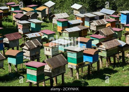 Dorfapiary im Hochland mit grob zubereiteten hausgemachten Bienenstöcken Stockfoto