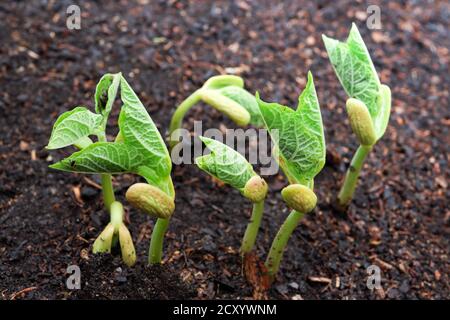 Junge leuchtend grüne Sprossen von grünen Bohnen nur schlüpfen aus dem Boden im Garten, close-up, das Konzept der Gartenarbeit und Frühjahr Pflanzungen Stockfoto