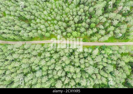 Leere Straße durch grünen Wald oben nach unten Luftaufnahme Stockfoto