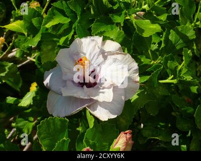 Hibiscus rosa-sinensis im Gartenmalvacee Stockfoto